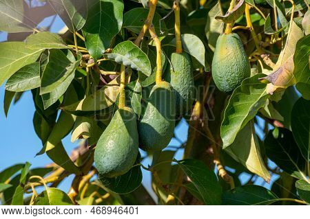 Ripe Green Hass Avocadoes Hanging On Tree Ready To Harvest, Avocado Plantation On Cyprus