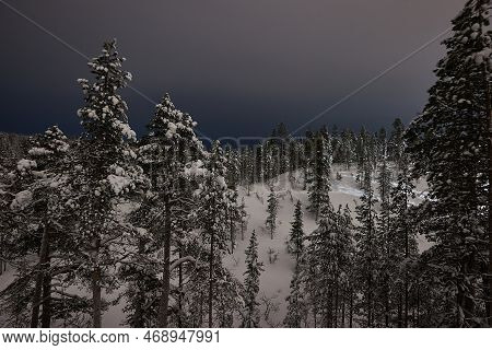 Snowy Pine Trees On A Winter Landscape, Snowcovered Forest In The North Hill At Night