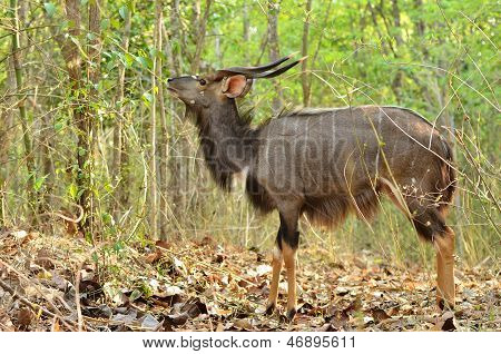 nyala maschio nella foresta