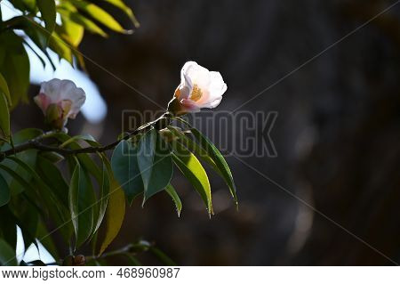 Camellia Flowers. Blooms From Winter To Spring. Although Camellia And Sasanqua Flowers Are Very Simi
