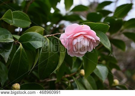 Camellia Flowers. Blooms From Winter To Spring. Although Camellia And Sasanqua Flowers Are Very Simi