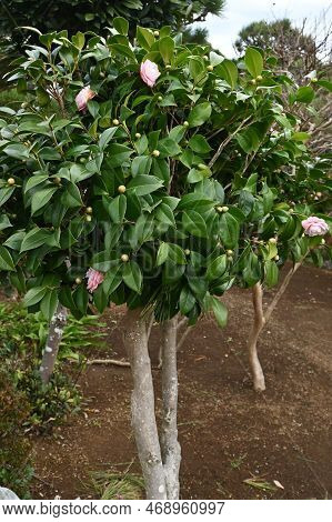 Camellia Flowers. Blooms From Winter To Spring. Although Camellia And Sasanqua Flowers Are Very Simi