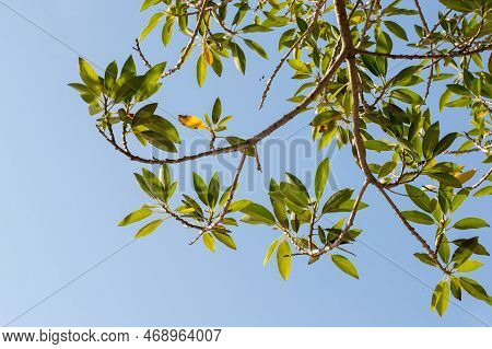 Glow Green Leaves Against Bright Blue Sky Background.
