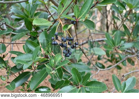Yeddo Hawthorn ( Rhaphiolepis Indica ) Berries. Rosaceae Evergreen Shrub. Grows In Coastal Areas, Wh