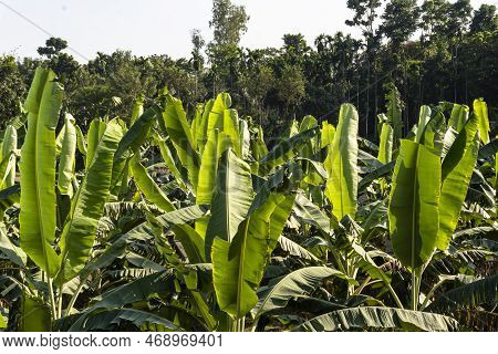 Green Bananas Garden In Bangladesh. Banana Tree With Leaves.