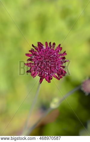 Macedonian Scabious Flower In The Garden In Spring