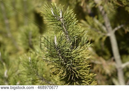 Dwarf Mountain Pine Mughus In He Winter