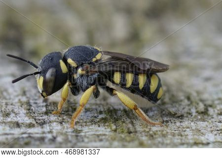 Detailed Closeup On A Mediterranean Yellow Striped Female Black-tailed Smalwoodcarder Bee, Pseudoant