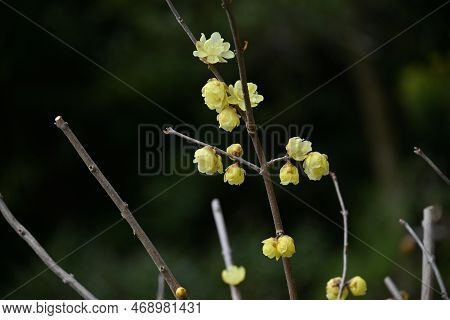 Wintersweet Flowers. Calycanthaceae Deciduuouus Shrub. Yellow Translucent Fragrant Flowers Bloom Sli