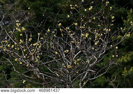 Wintersweet Flowers. Calycanthaceae Deciduuouus Shrub. Yellow Translucent Fragrant Flowers Bloom Sli