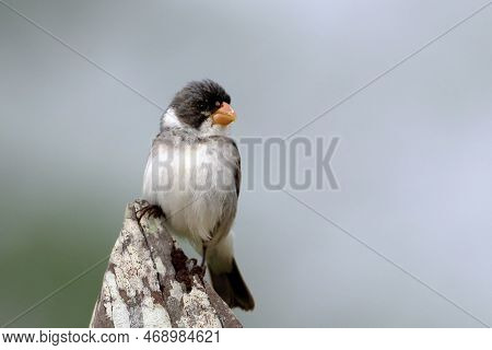Seedeater Male Perched On A Fence Post In Northeastern Brazil. White-throated Seedeater - Sporophila
