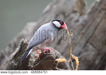 A Java Sparrow Take A Rest On Tree, One Of Pet Bird