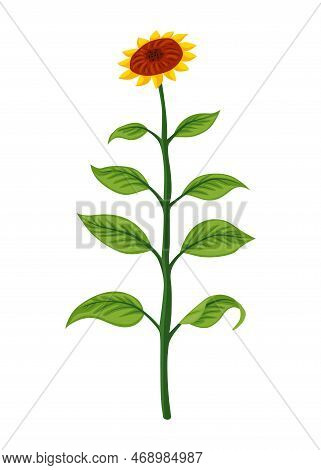 Sunflower Growth Stage, Mature Plant. Agriculture Plant Development. Harvest Animation Progression P