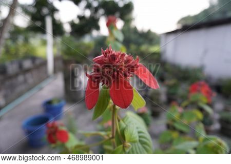 Jardin Botanique Deshaies Guadeloupe Fwi. Flower Closeup,