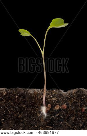 A Sprout From The Ground Grew Out Of A Radish Seed, A Black Background. Sprouted Grain Underground, 