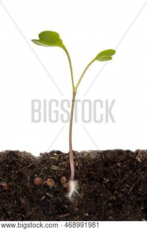 A Sprout From The Ground Grew From A Radish Seed, White Background, Isolate. Sprouted Grain Undergro