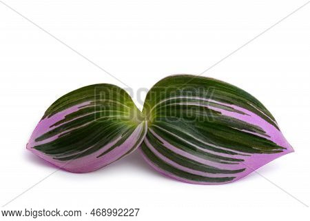 Tradescantia  Nanouk Plant Isolated On White Background