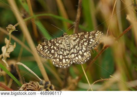 Natural Close Up On The Beautiful Checkered Colors Of Latticed Heath, Chiasmia Clathrata With Spread
