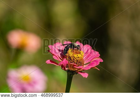 A Close Up Of A Wonderful Xylocopa Latipes On A Flower
