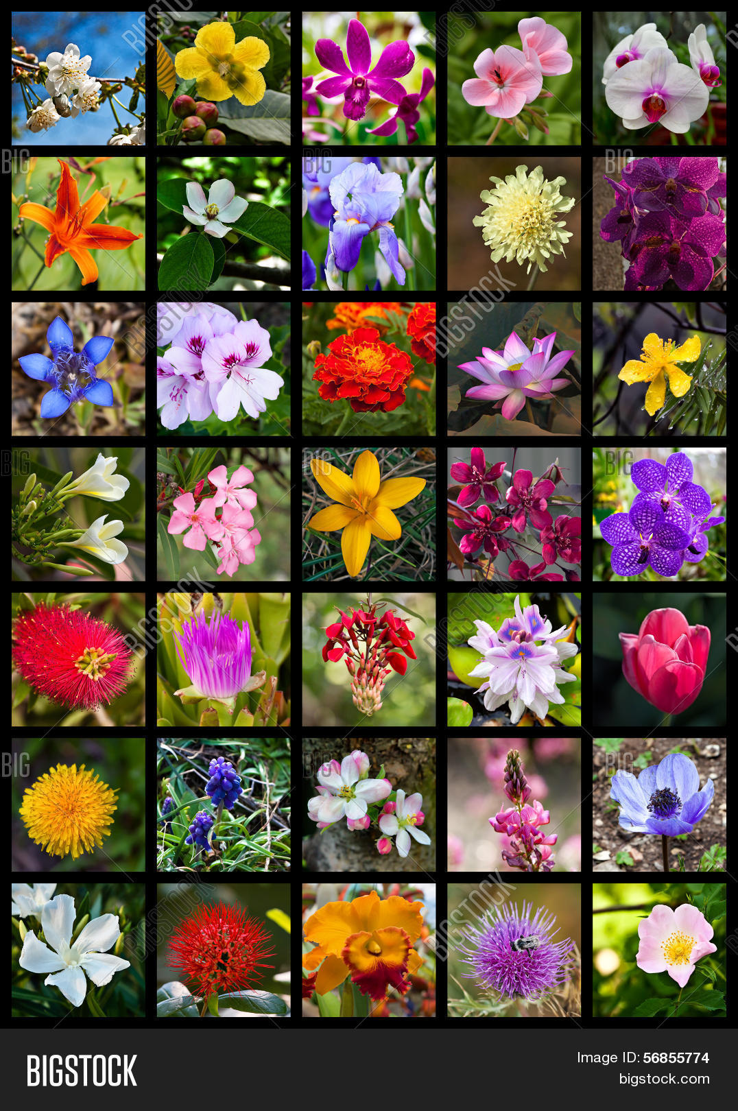 Flowers Image & Photo (Free Trial) | Bigstock