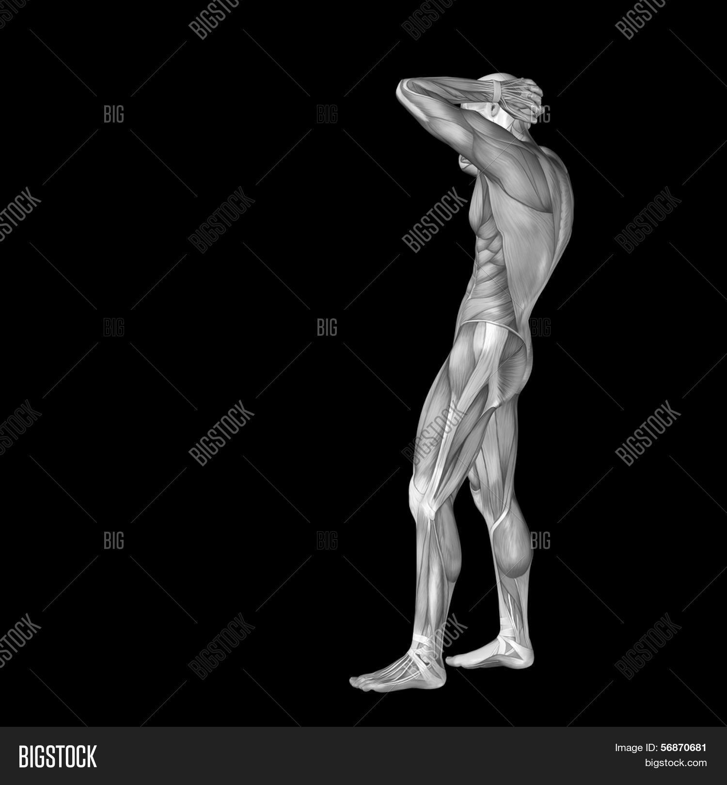 3D Human Man Muscles Image & Photo (Free Trial) Bigstock