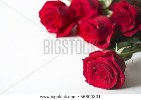 The red roses are a white background