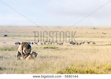Lions Paarung