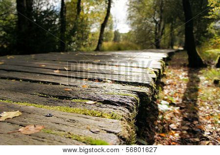 dangerous wooden slippery path