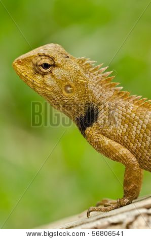 Oriental garden lizard