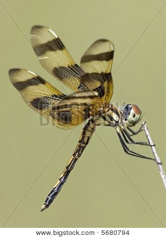 Halloween Pennant