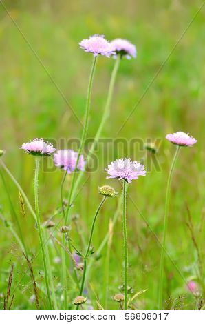 Succisa Pratensis Flowers On Meadow