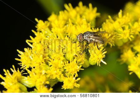 Fly on yellow flowers
