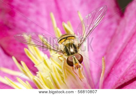 Hoverfly