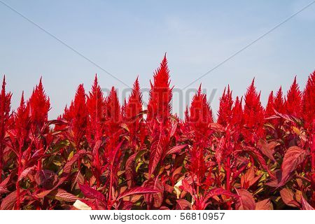 Cockscomb or Chinese Wool Flower