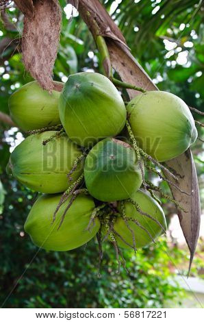 Young coconuts