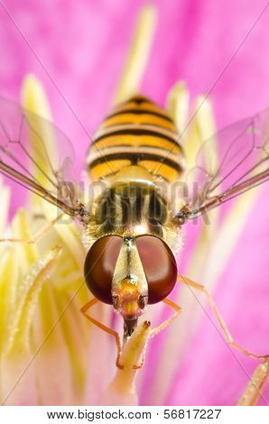 Macro of a hover-fly