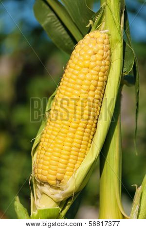 Corn Cob Exposed To The Sun