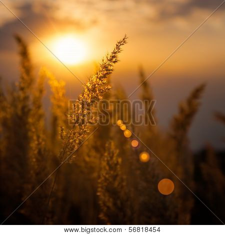 Wild Grasses In Evening Light