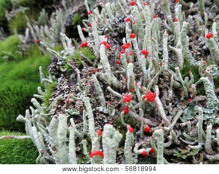 British Soldier Lichen Up Close