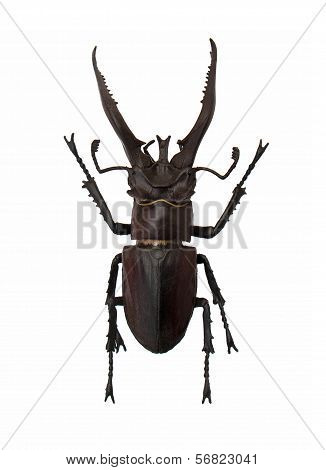 Beetle