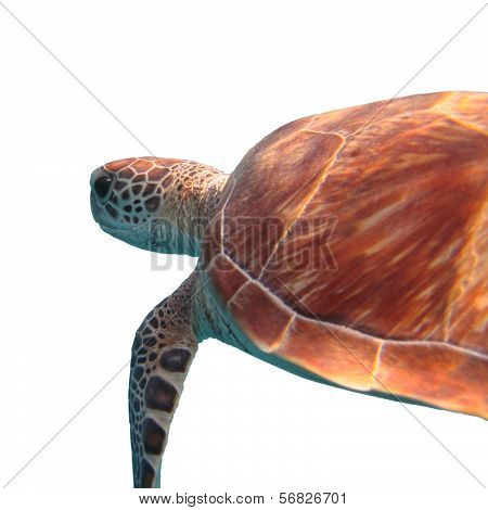 Green Sea Turtle Isolated On White Background