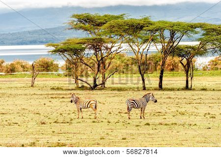 Zebra