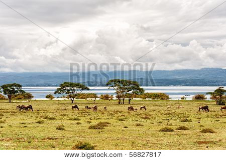 Naivasha Lake