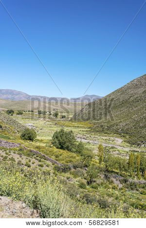 Condor, Quebrada De Humahuaca, Jujuy, Argentina