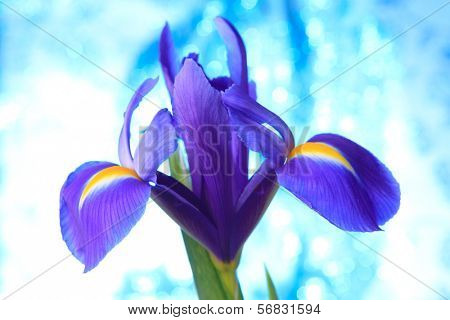 Beautiful blue iris flowers background