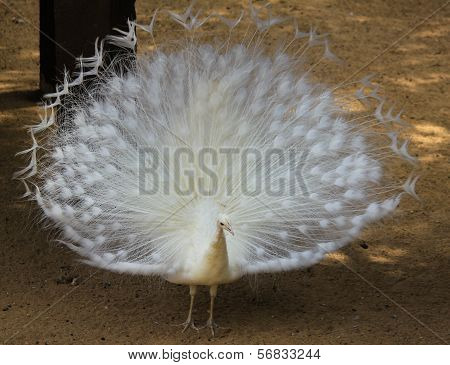 White Peacock
