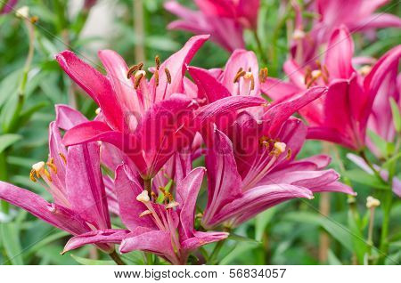 Blooming Pink Lily
