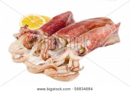 Fresh squid isolated on white background