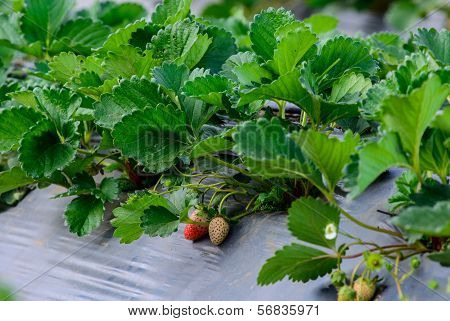 Strawberry