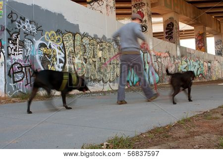 Motion Blur Of Man Walking Two Dogs In Urban Setting